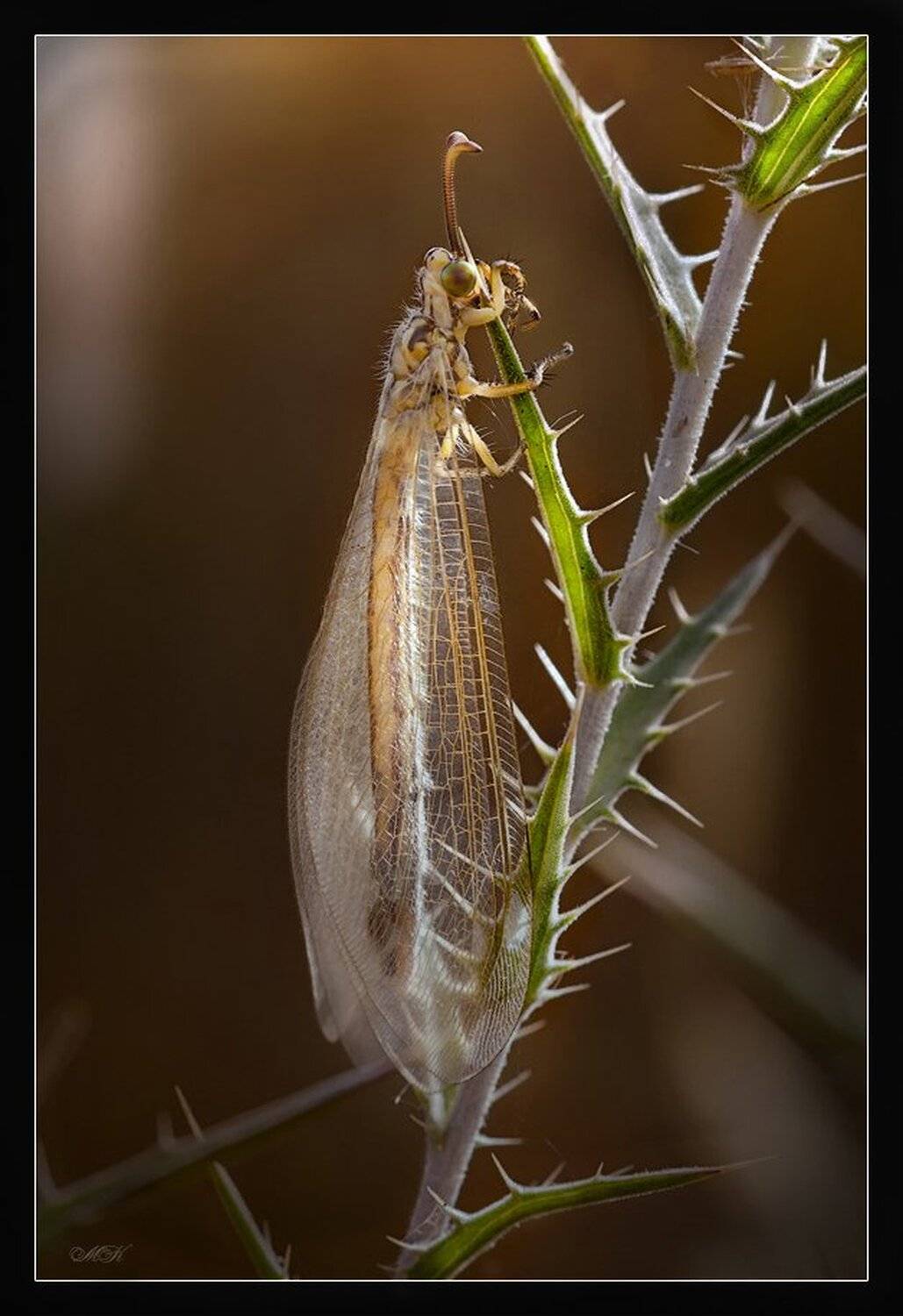 муравьиный, лев, Miron Karlinsky