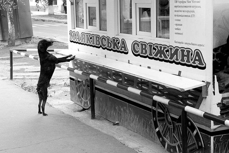 , Владимир Белый