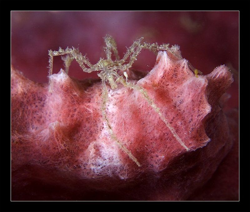 Гламурный паук фото превью