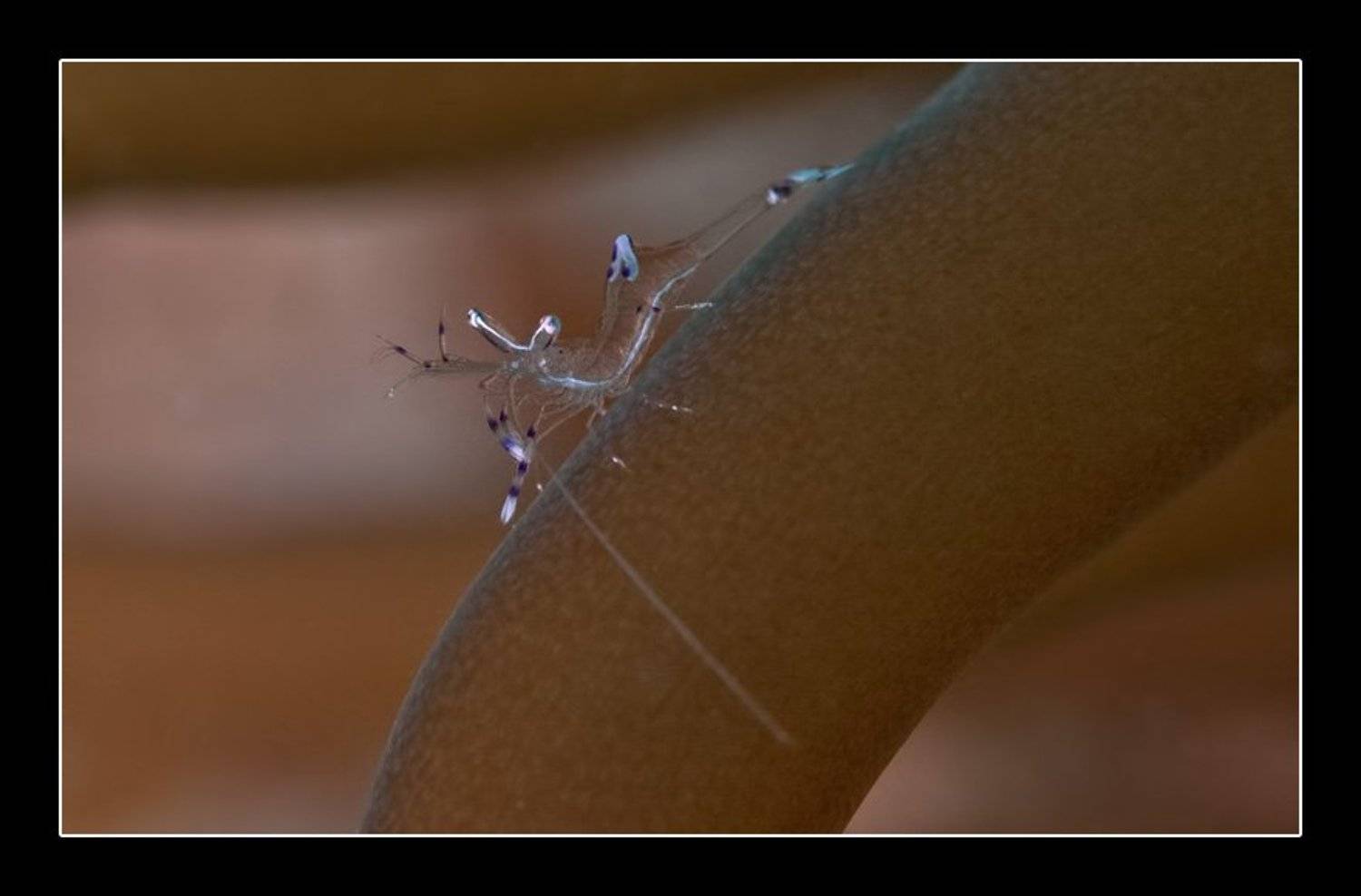 креветка, Дмитрий