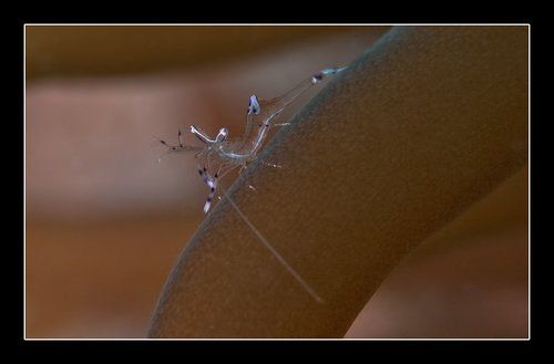 Макро-набор к пиву 2