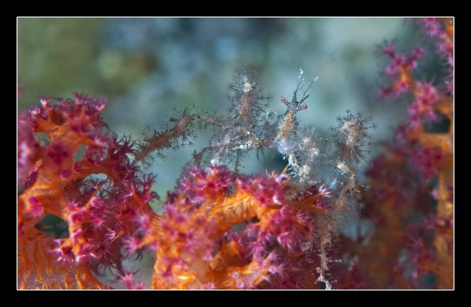 краб-паук, spider-crab, Дмитрий