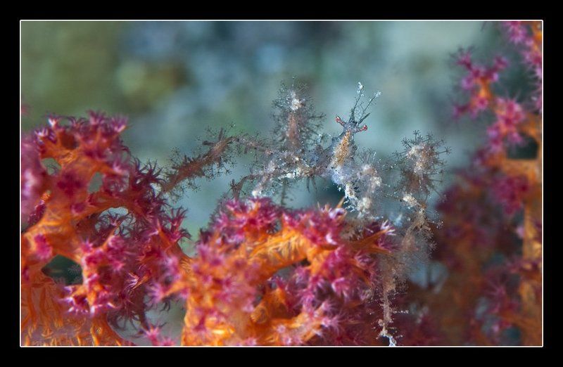 краб-паук, spider-crab Макро-набор к пиву 3 фото превью