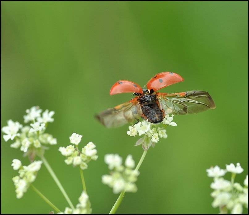 , Андрей Осокин