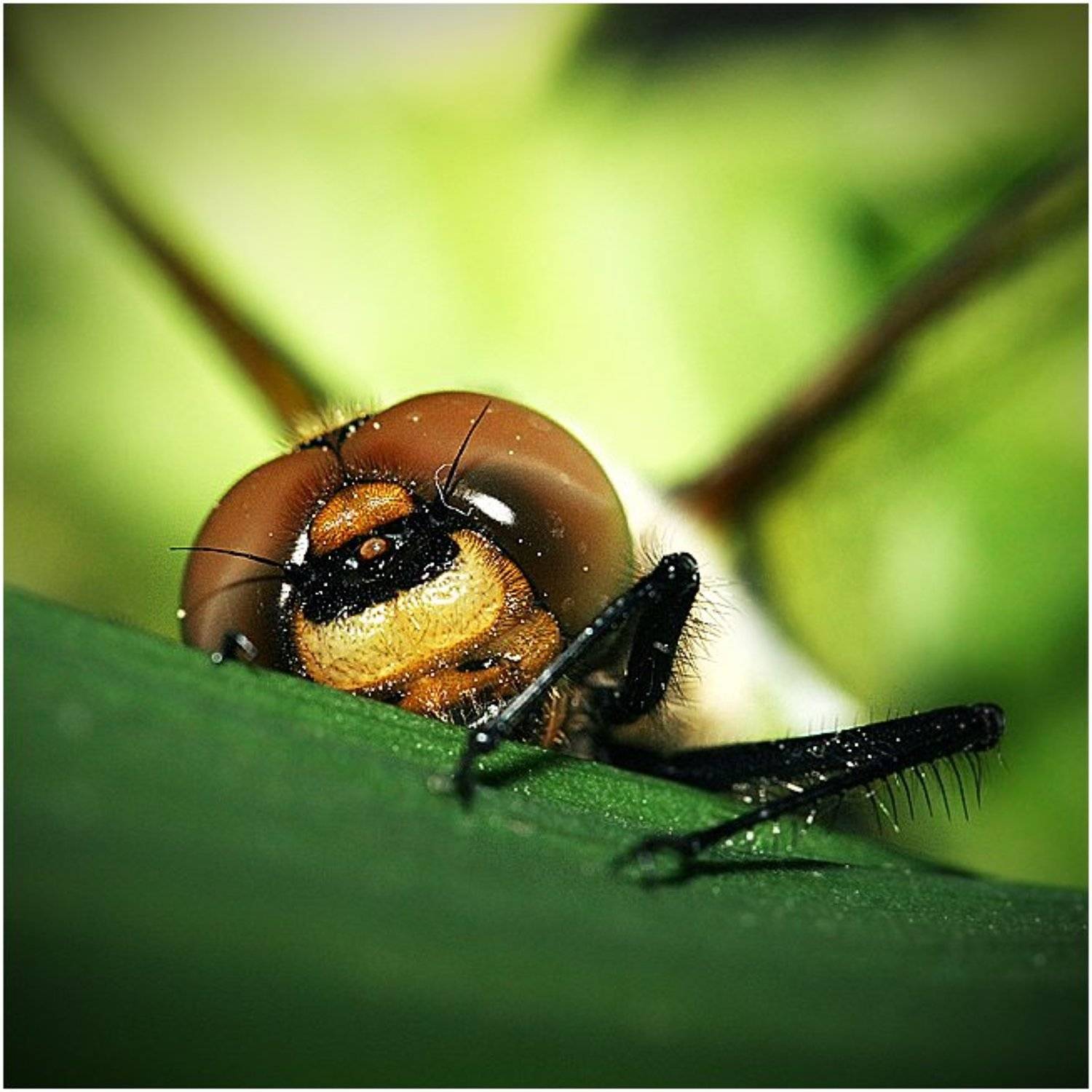 стрекоза, Татьяна