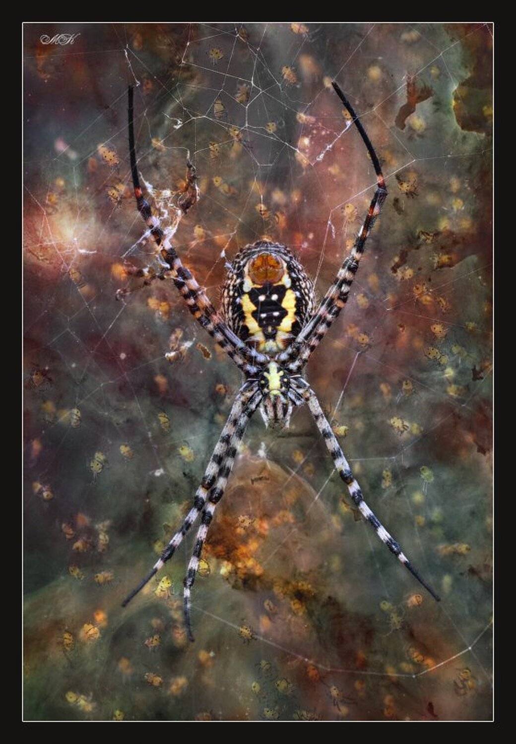 паук, паучата, Miron Karlinsky