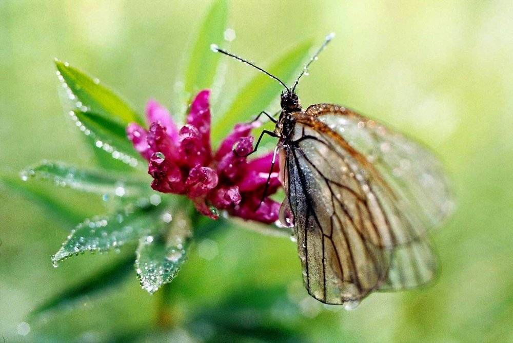 , Качурин Алексей