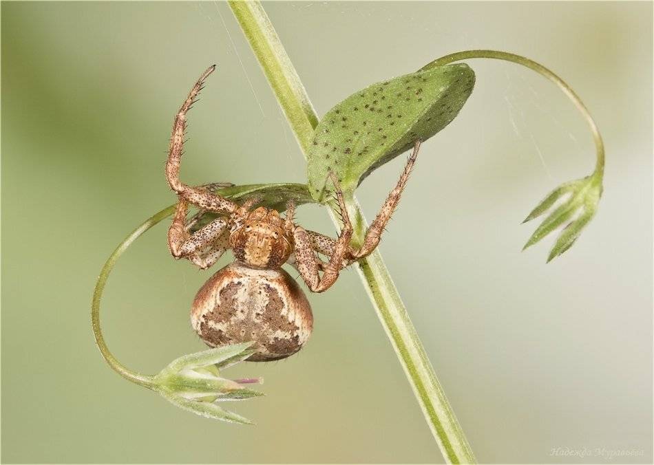 паук, бокоход, thomisidae, Надежда Муравьёва