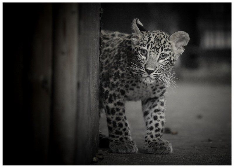 IO фото превью