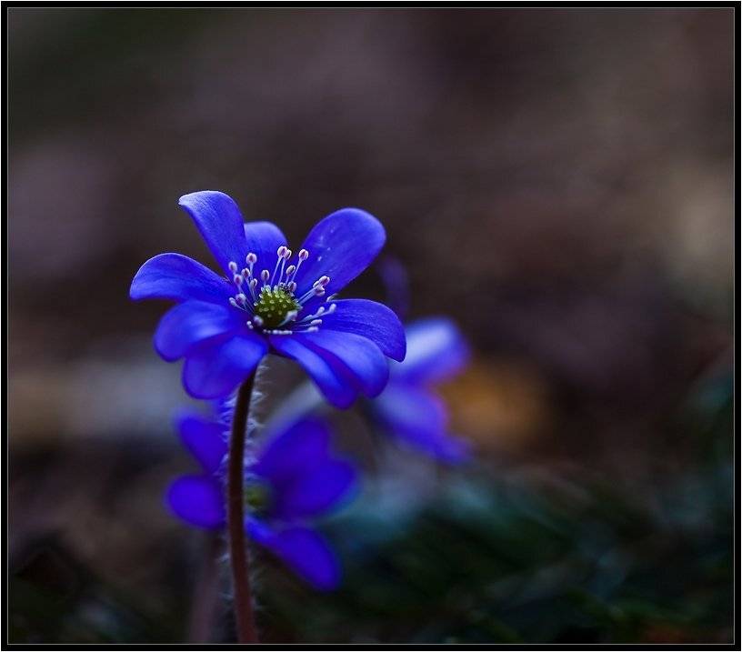 , Бурлов Андрей