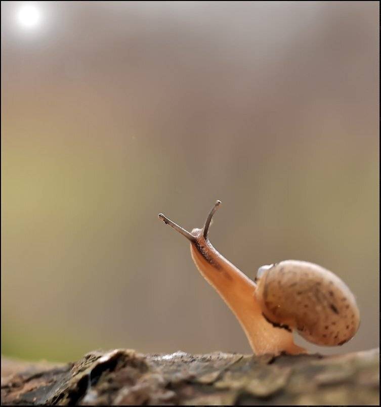 , Андрей Осокин