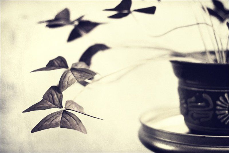 butterflies фото превью