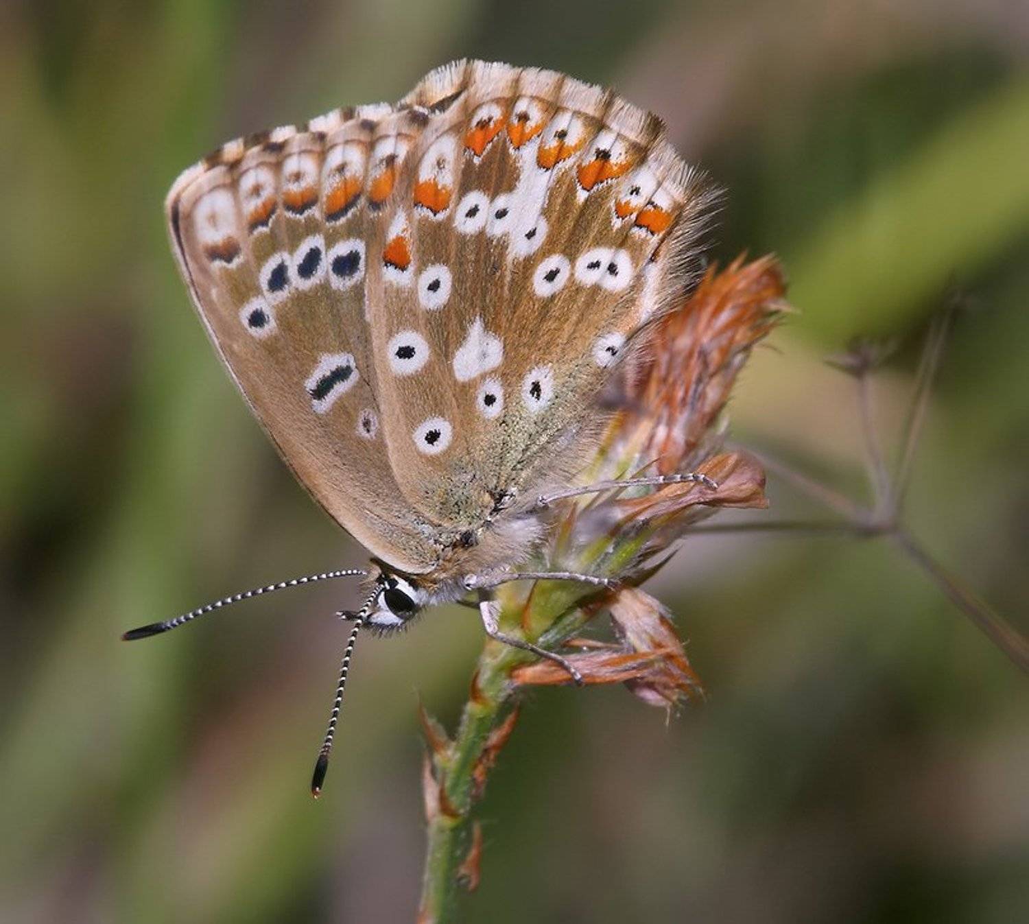 лето, бабочка, трава, Олег Сурьянинов