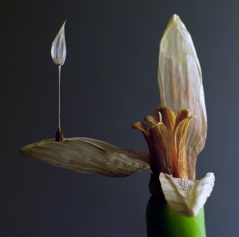 подснежник,танго,макро,танец Прощальное танго... фото превью