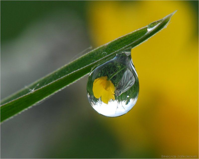 роса, белянка рапсовая Белянка рапсовая в капле росы фото превью