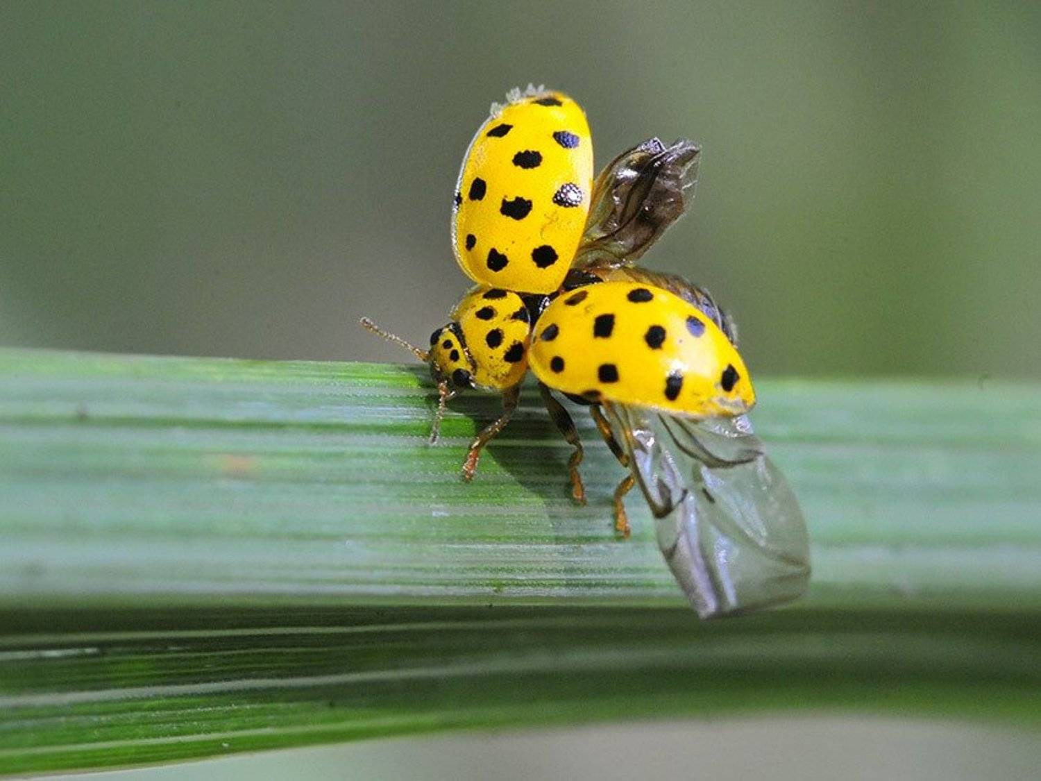 , Юрий Охлопков