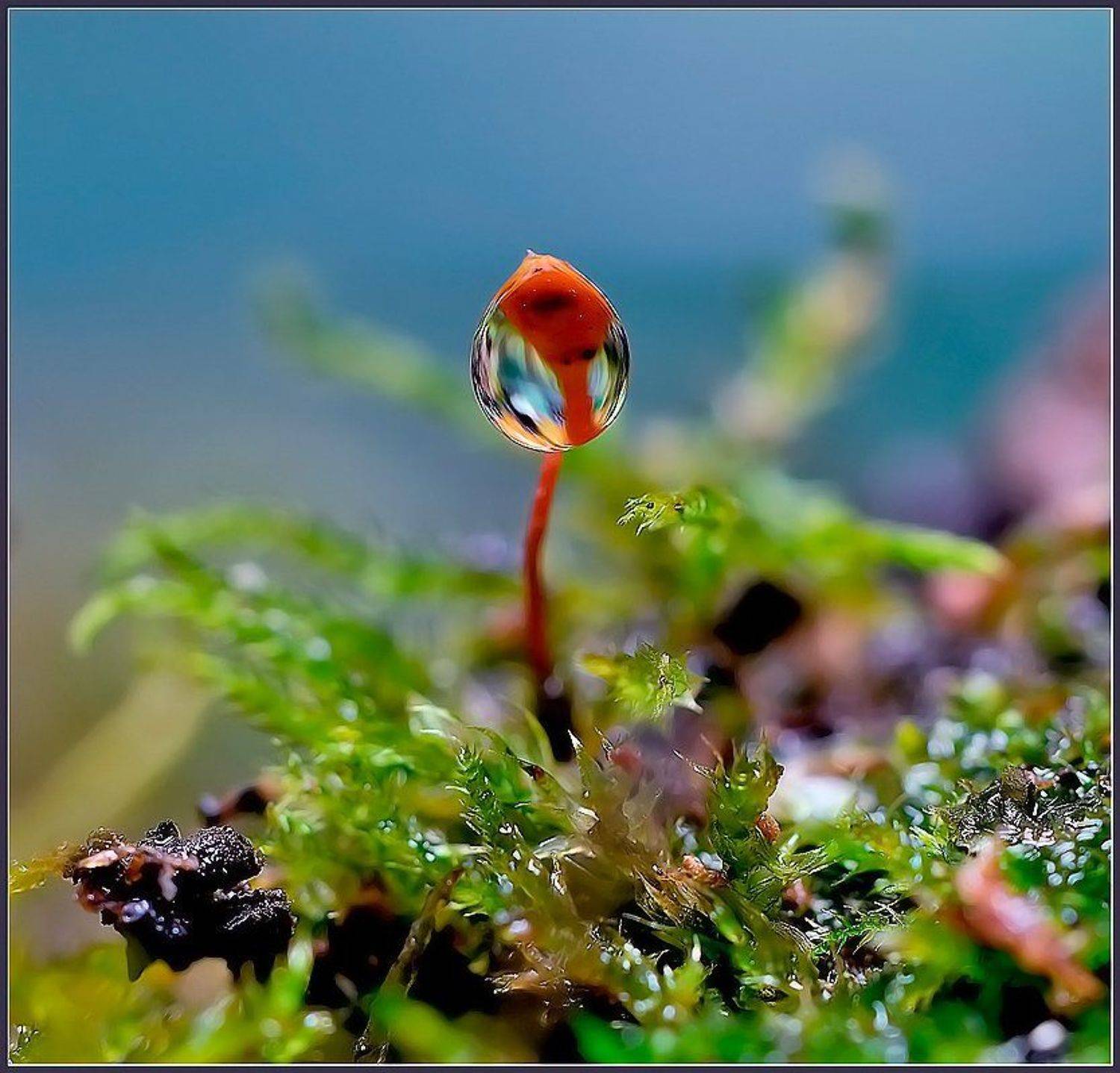 макро,капля,фонарик,флора,, Евгений Кирилкин.