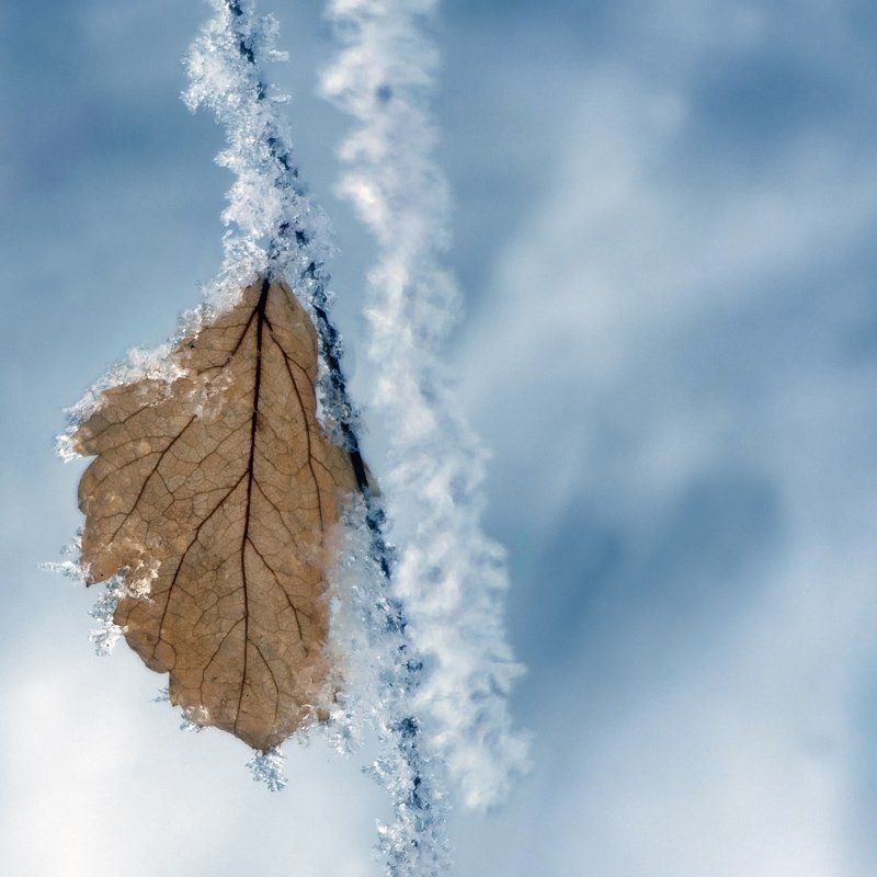 Cold beauty. фото превью