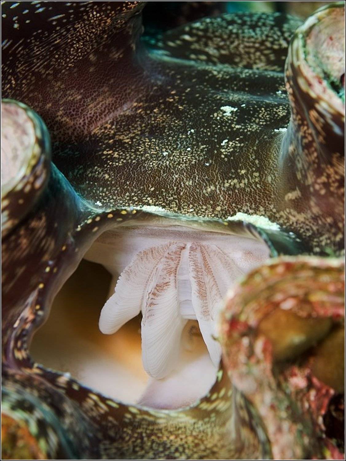 , Владимир Жданов