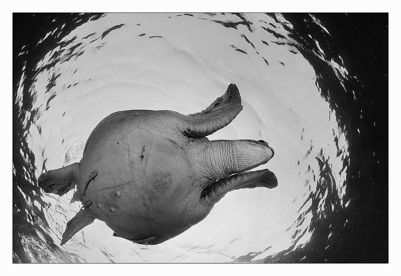 полет, черепаха, индонезия, вода Полеты фото превью