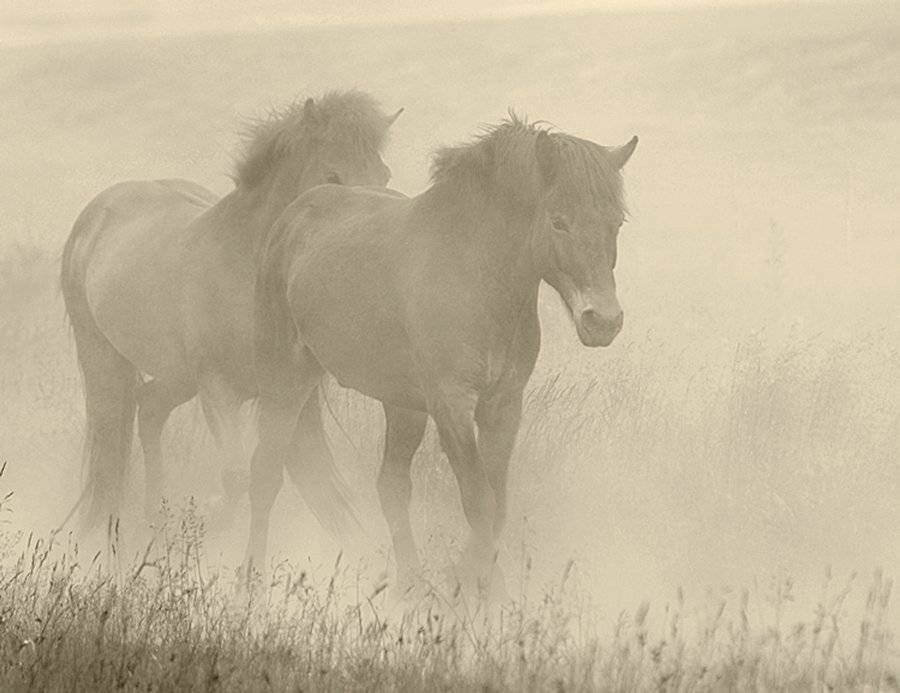 лошади, Ксения