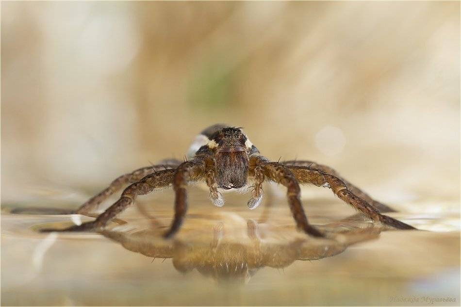 dolomedes, fimbriatus, паук, охотник, каёмчатый, Надежда Муравьёва