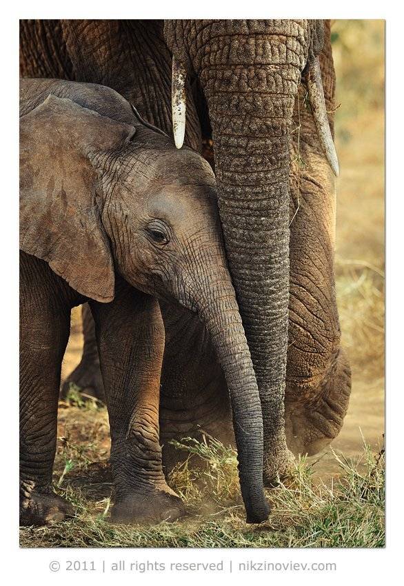 слон, саванна, африка, дикая природа, зиновьев николай, Николай Зиновьев