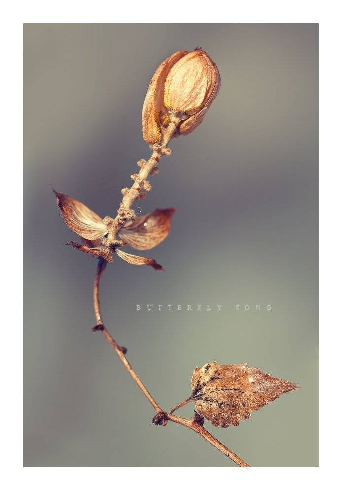 , Владимир Точаненко