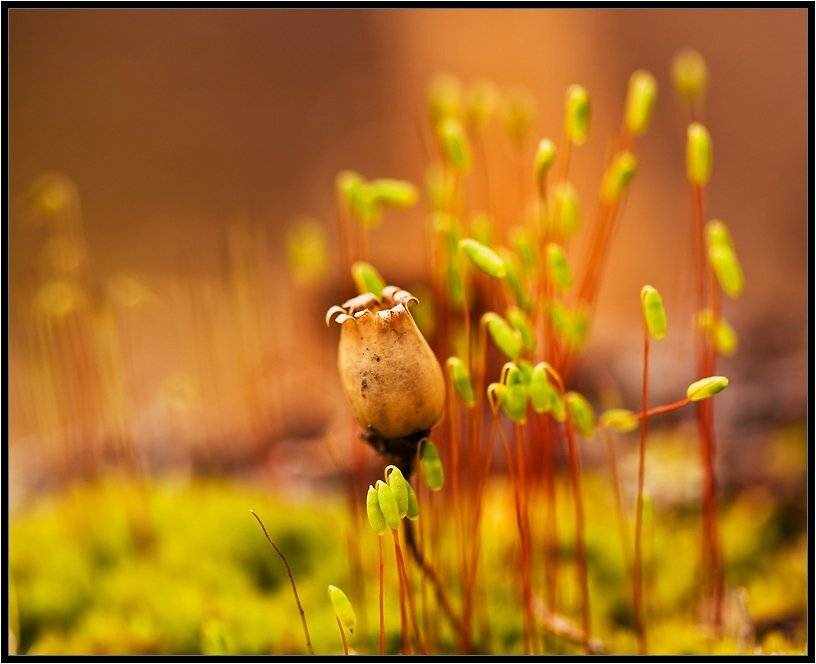 , Бурлов Андрей