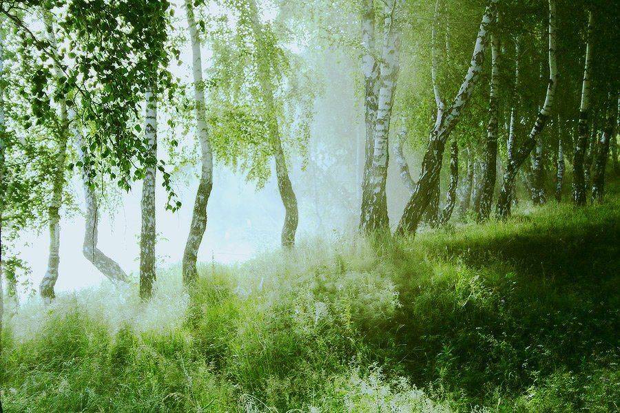 утро, берёзы, туман, Николай Морский