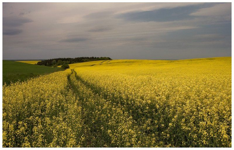 в рапсовых лугах... фото превью