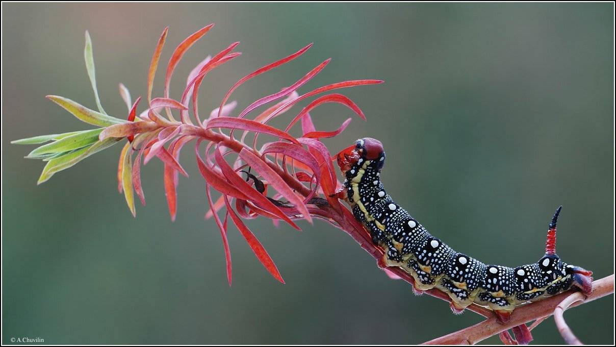 пальма,молочай,гусеница,бражник,молочайный,euphorbiae, Александр Чувилин