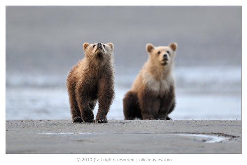 Знакомство по запаху