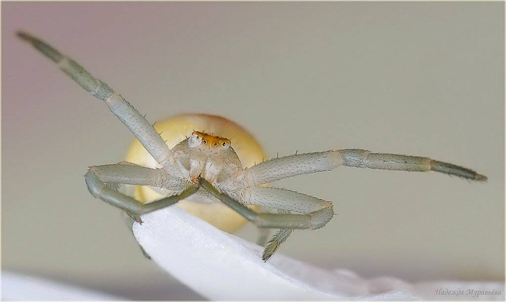 паук, бокоход, thomisidae, Надежда Муравьёва