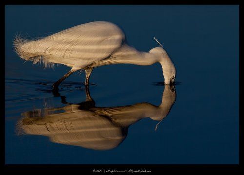 Бульк. Little Egret