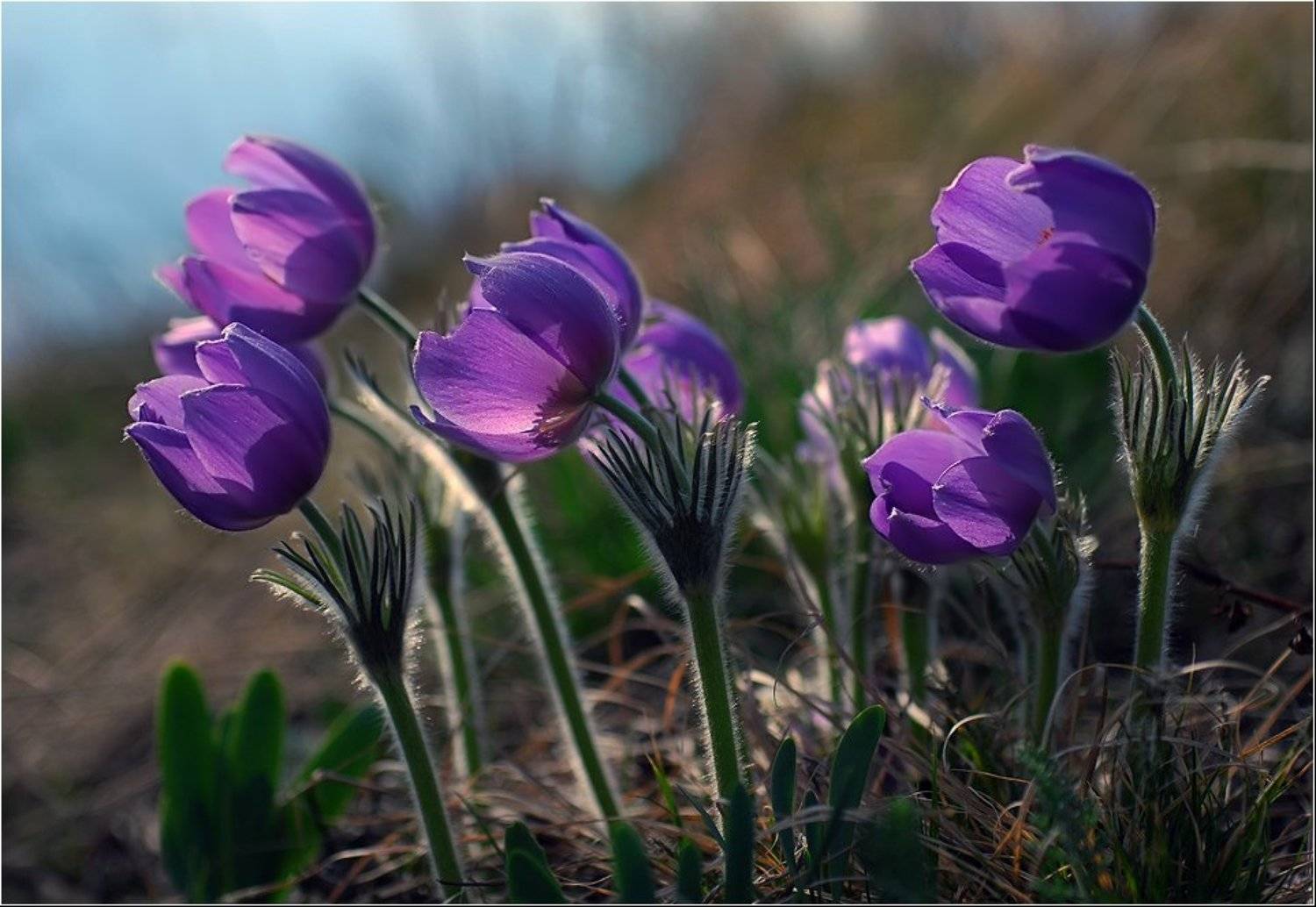 прострел, раскрытый, Александр Костин