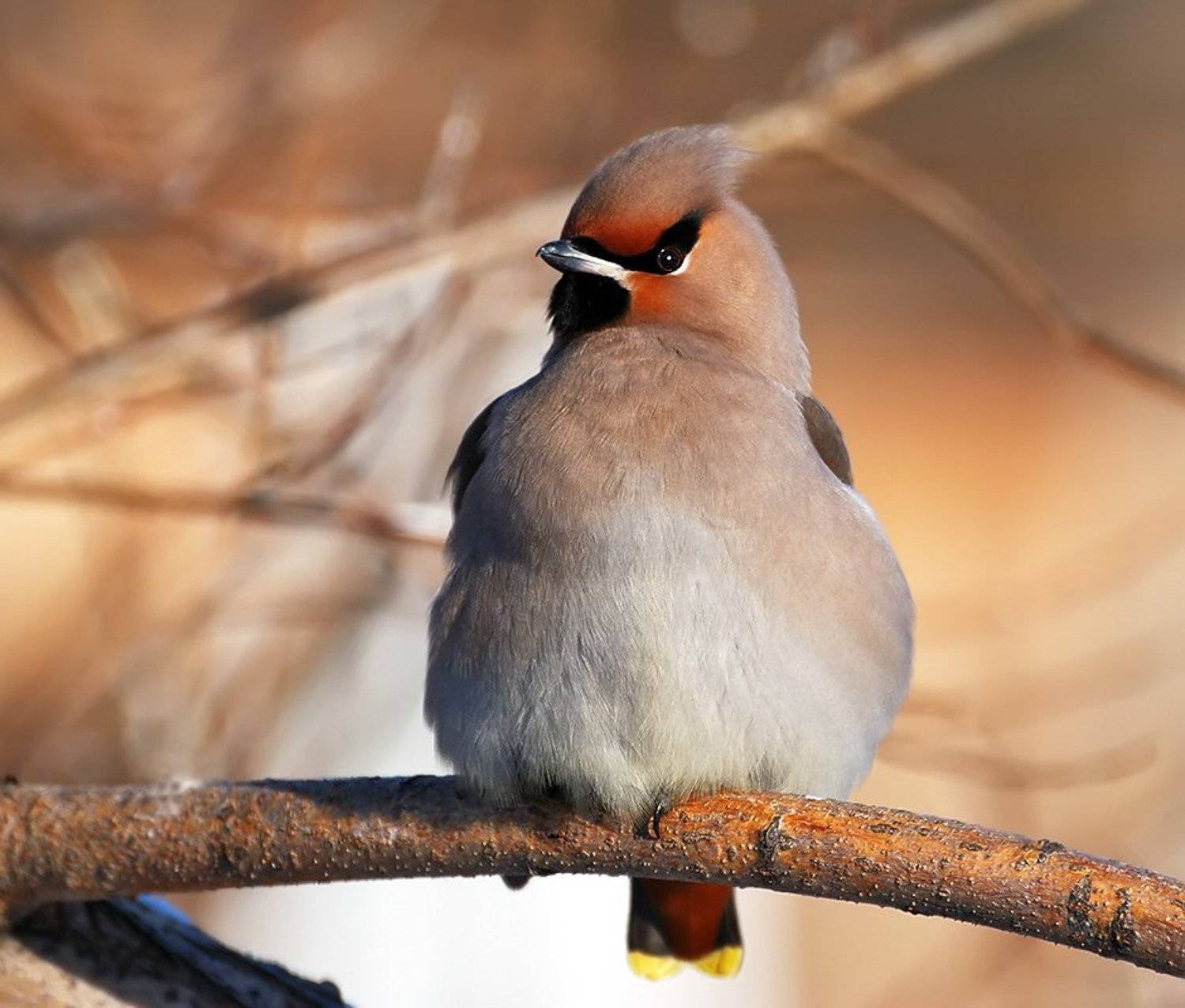птица,свиристель, Ермолаев Андрей