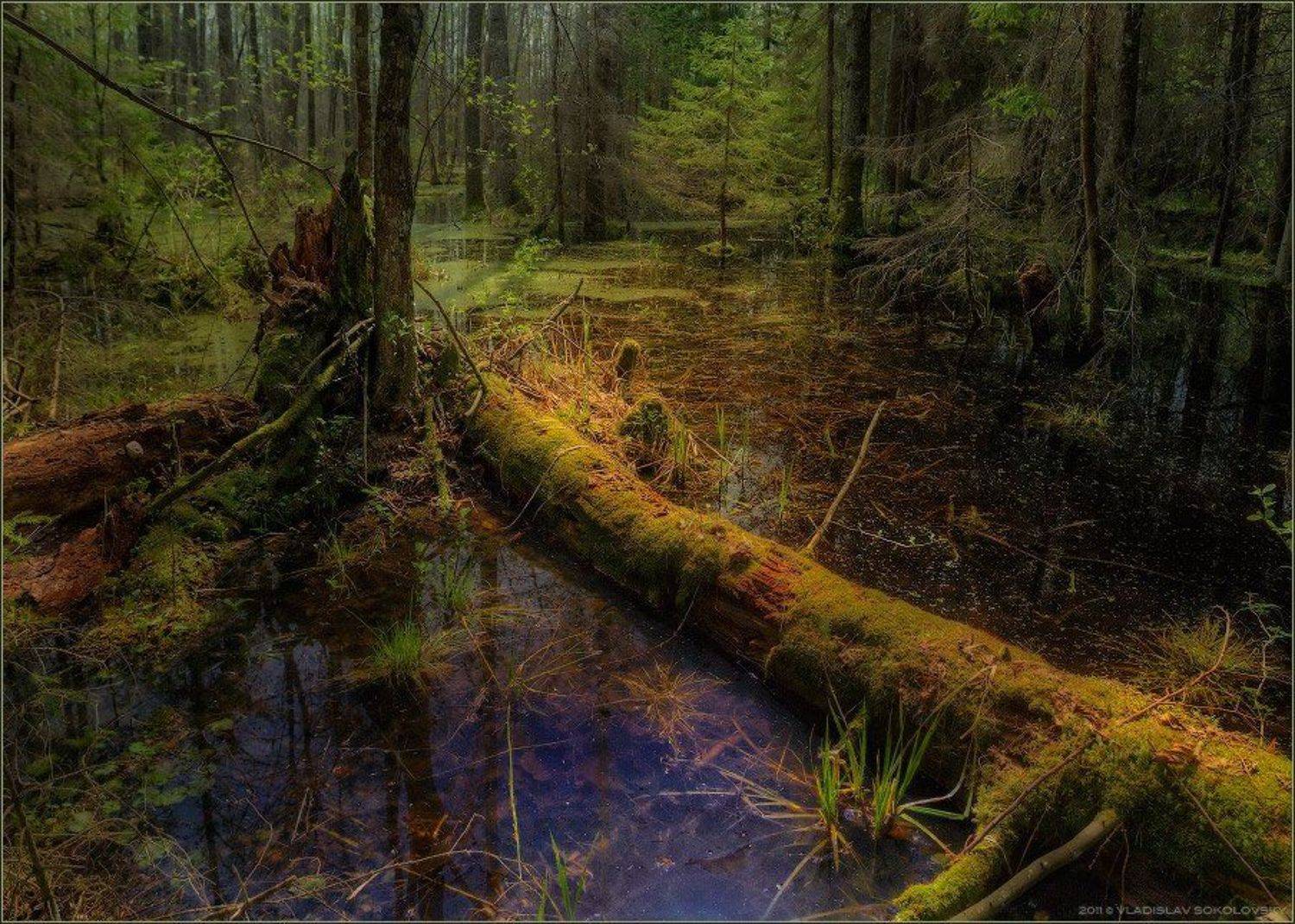 топь, болото, беларусь, полесье, трясина, мох, солнце, лес, Влад Соколовский