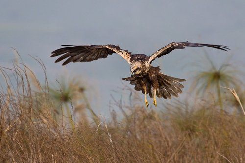 внимательная