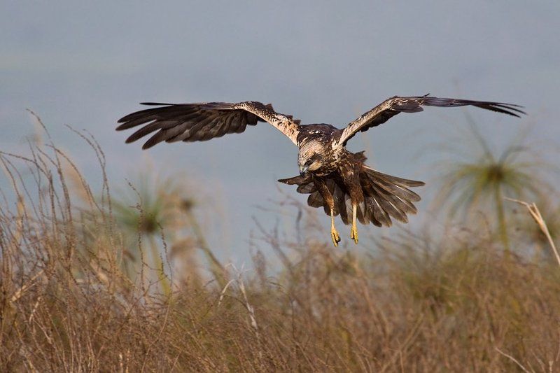болотный, лунь, самочка внимательная фото превью