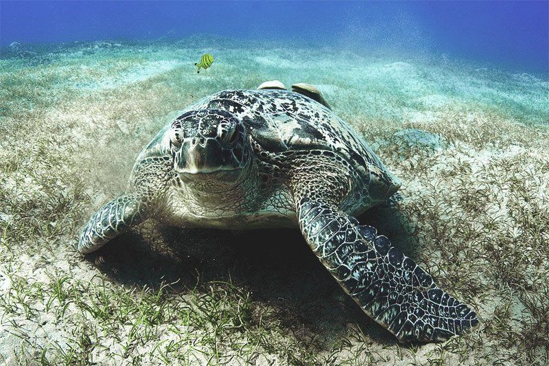 красное море, черепахи, дайвинг, марса алам. Ползу я ползу... фото превью