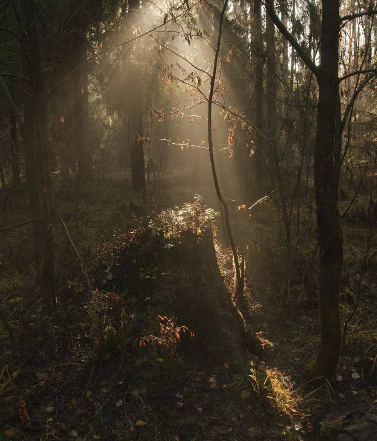 , Света и Вася