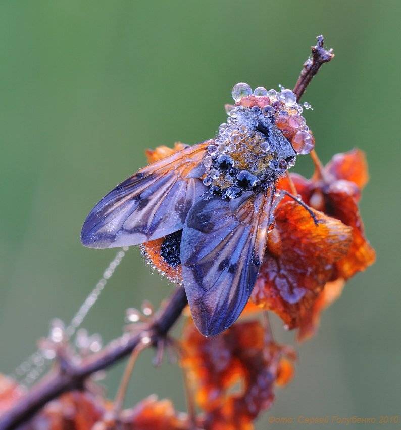 , Сергей Голубенко