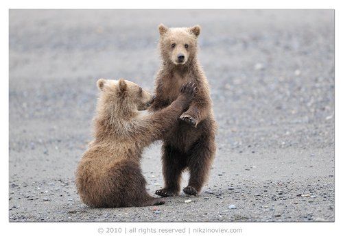 Вольная борьба