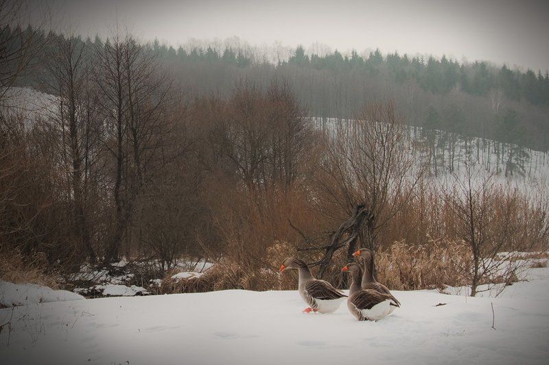 Gusi фото превью