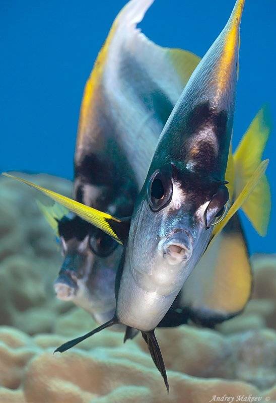 красное море, разборки из-за "девушки", Андрей Макеев