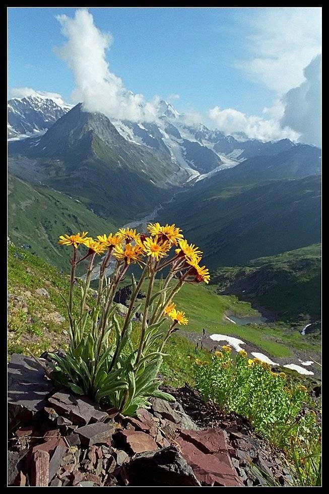алтай, цветы, белуха, катунь., АНАТОЛИЙ ДОВЫДЕНКО