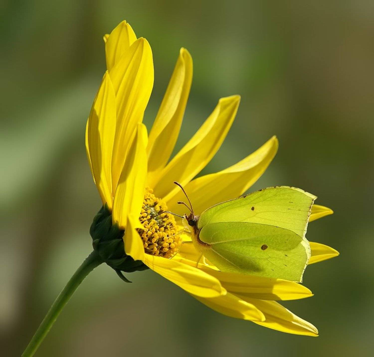 бабочка, лимонница, Cheplenko Aleksey