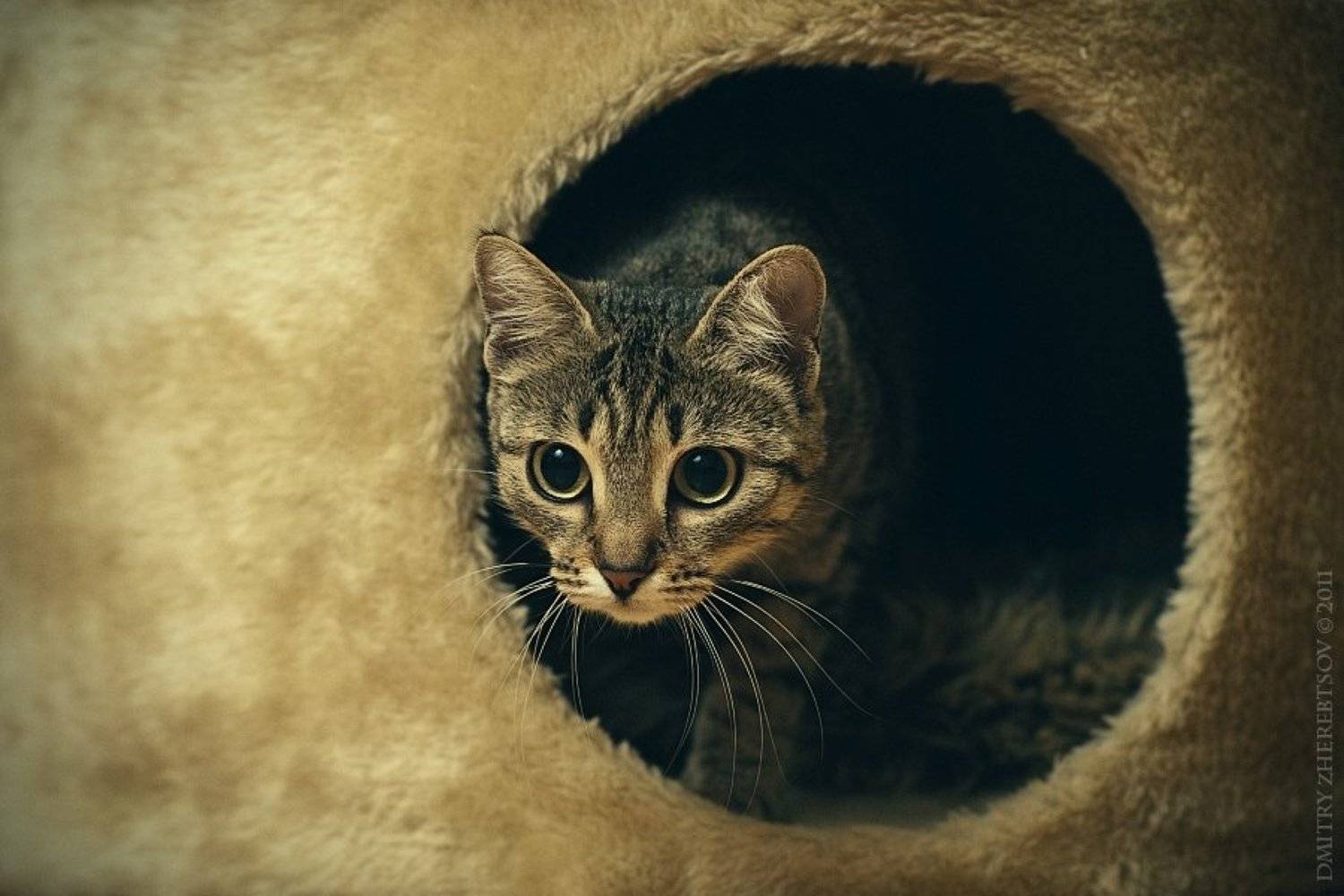 котя, Dmitry Zherebtsov