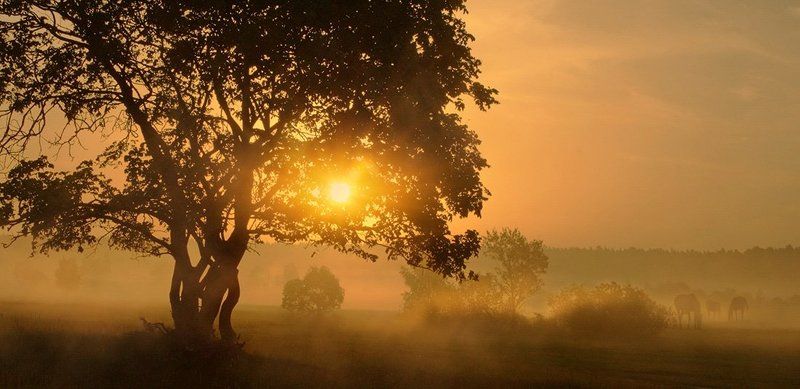 Где стелется туман в долине сонной... фото превью